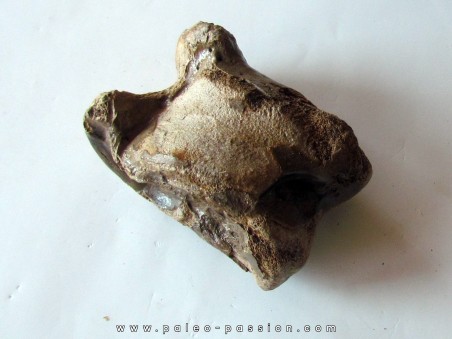 talus (ankle bone)  Bison priscus (8)