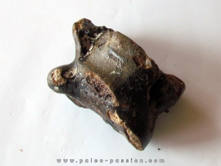 talus (ankle bone)  Bison priscus (9)