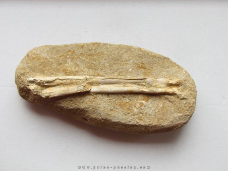 pterosaure bone: Alcione elainus