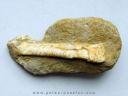 pterosaure bone: Alcione elainus (2)