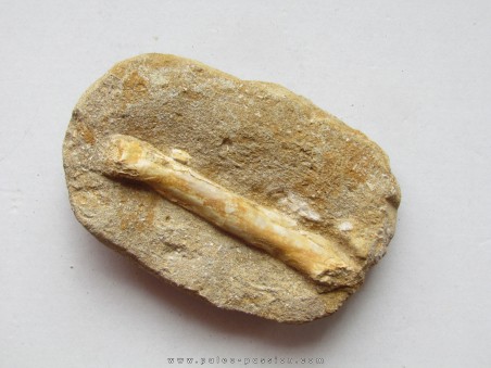 pterosaure bone: Alcione elainus (4)