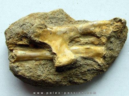 Humerus, radius et ulna de pterosaure : Alcione elainus