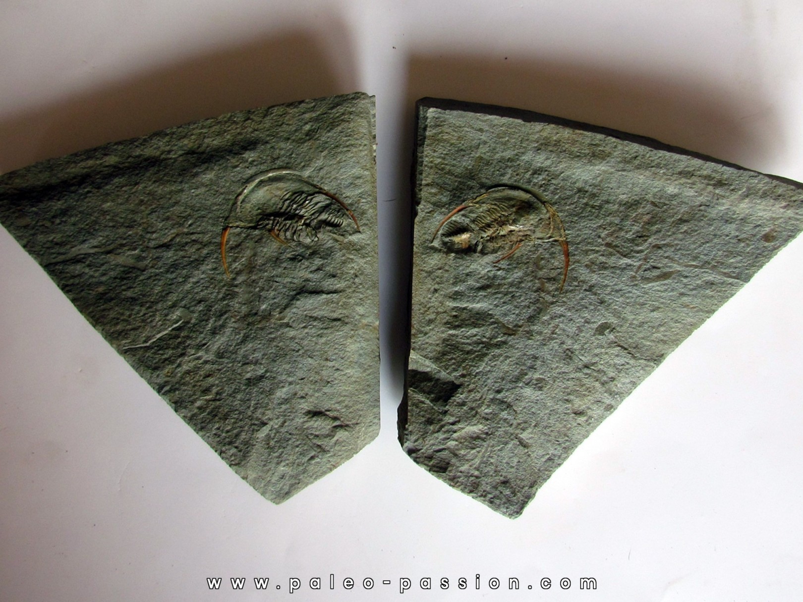 Fallotaspis bondoni Fallotaspis bondoni