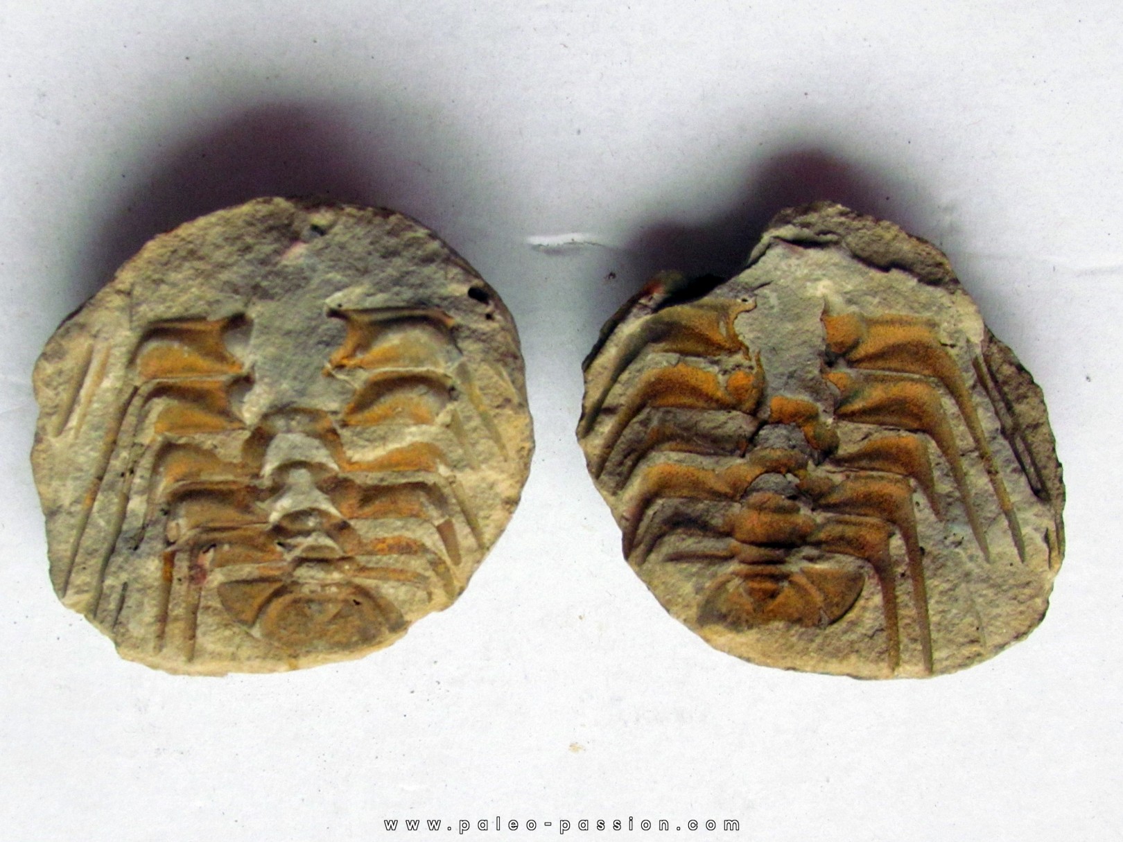 Selenopeltis buchi Selenopeltis buchi