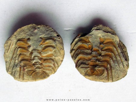 Selenopeltis buchi