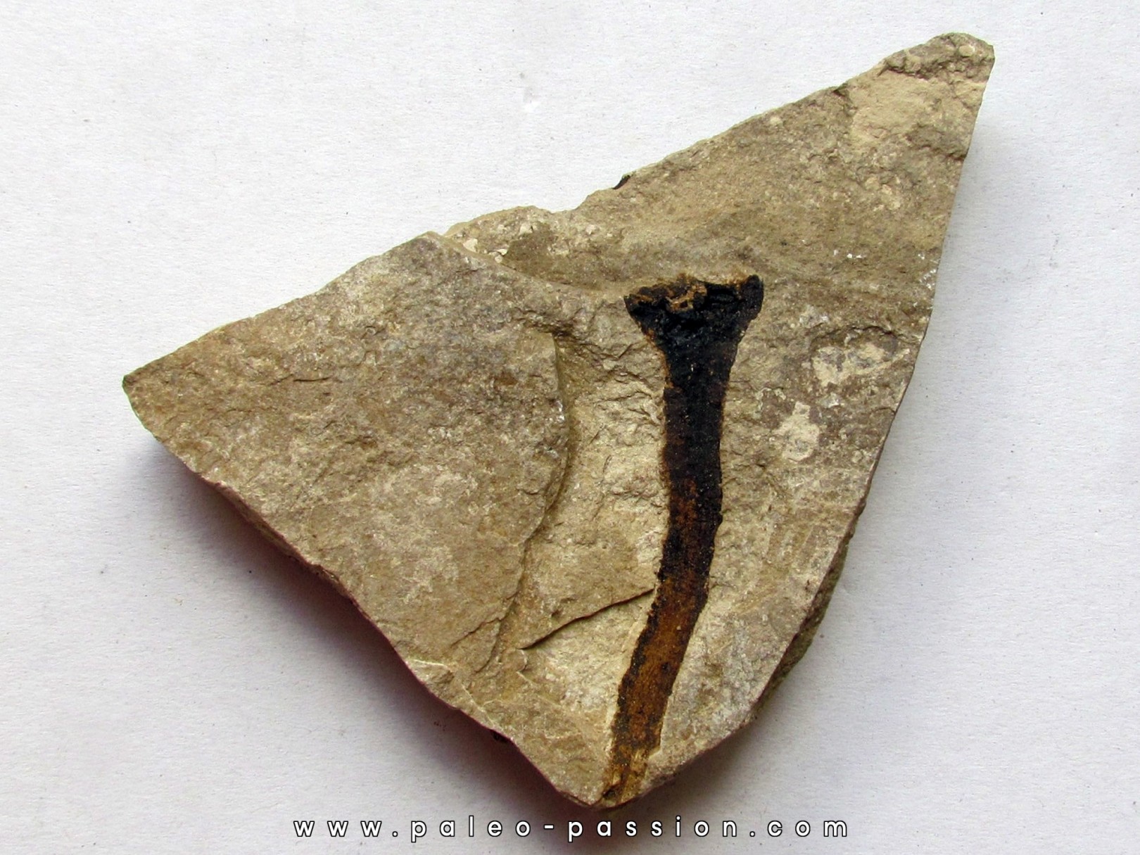 ecaille de Cycadolepis (1) ecaille de Cycadolepis (1)