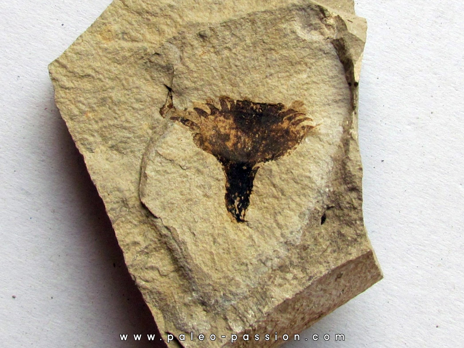 ecaille de Cycadolepis (2) ecaille de Cycadolepis (2)