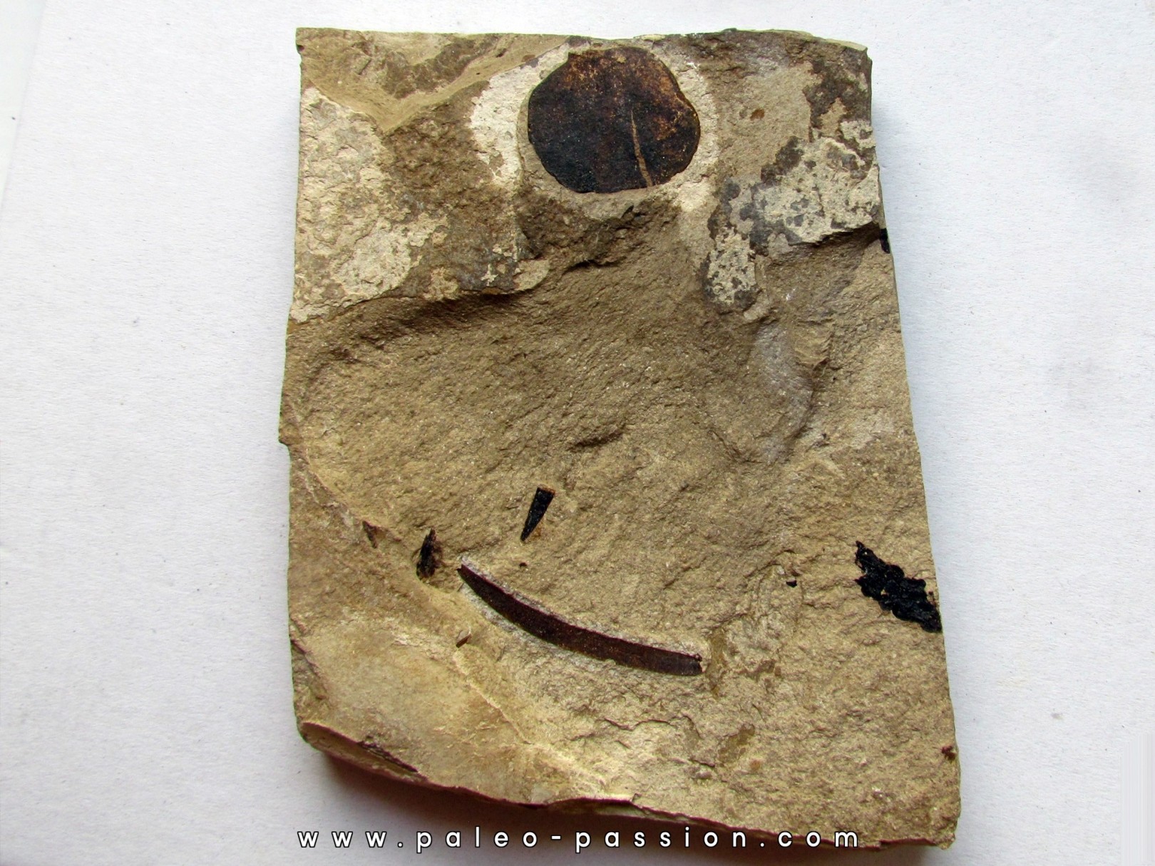 Apoldia Latifolia (1) Apoldia Latifolia (1)