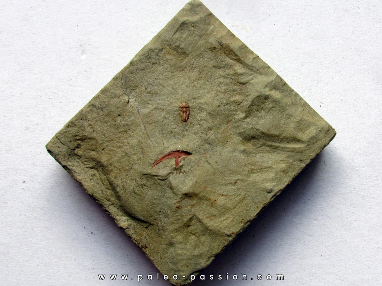 bigotinops dangeardi (1) bigotinops dangeardi (1)