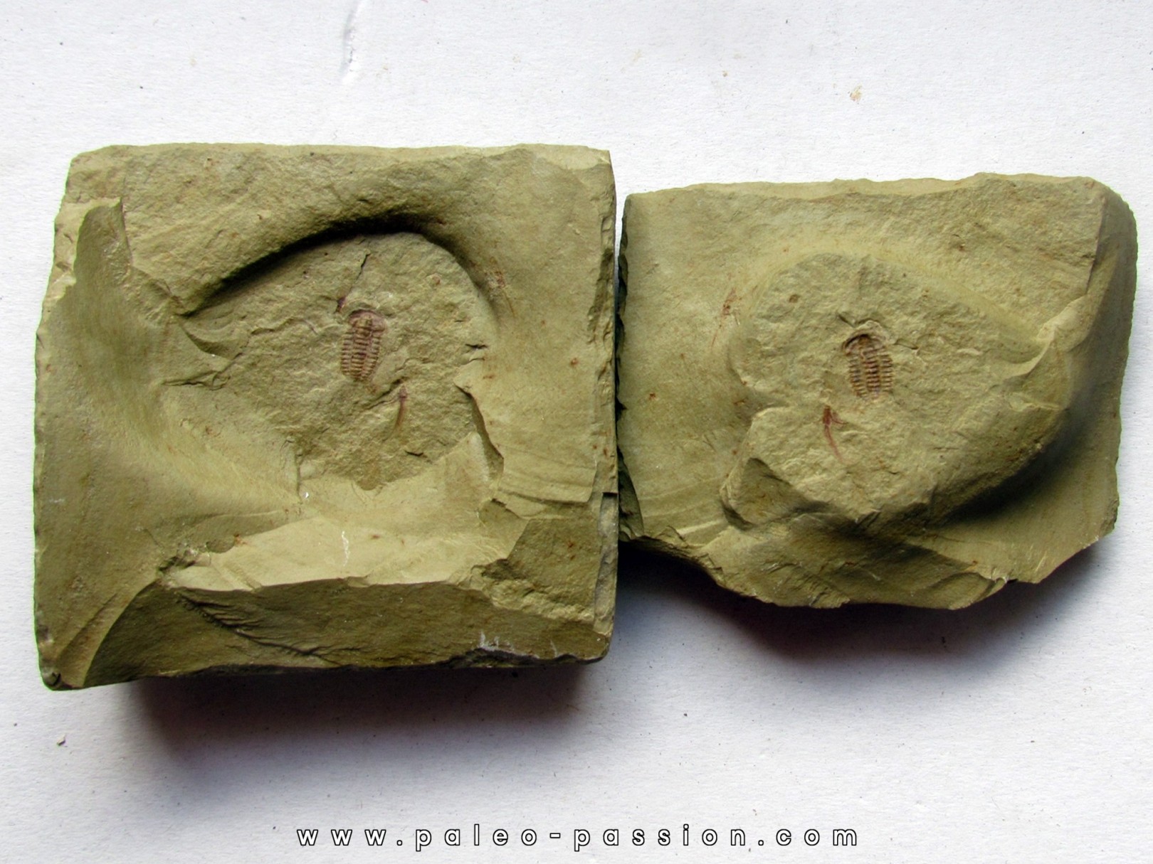 bigotinops dangeardi (2) bigotinops dangeardi (2)