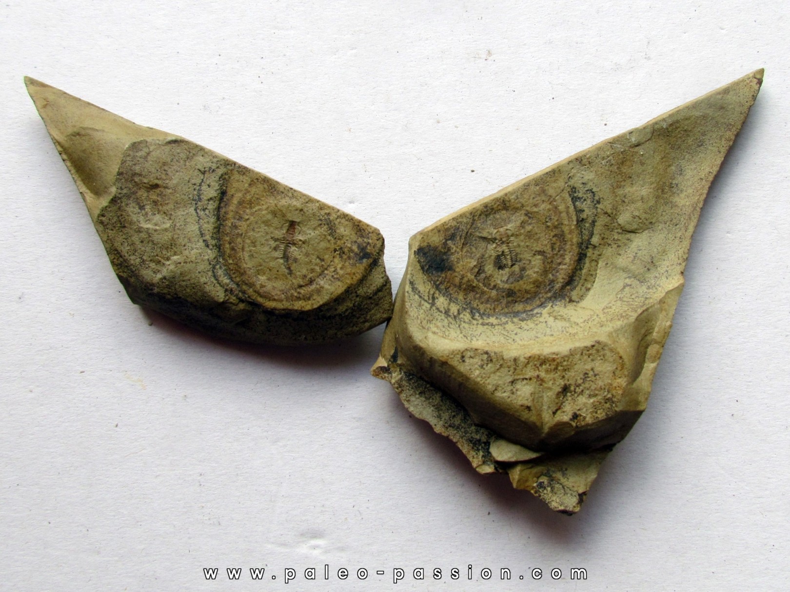 bigotinops dangeardi (3) bigotinops dangeardi (3)