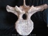 dinosaure vertebra: TRICERATOPS HORRIDUS