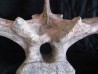 dinosaure vertebra: TRICERATOPS HORRIDUS