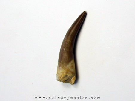 dent d'elasmosaure: zarafasaura oceanis (1)