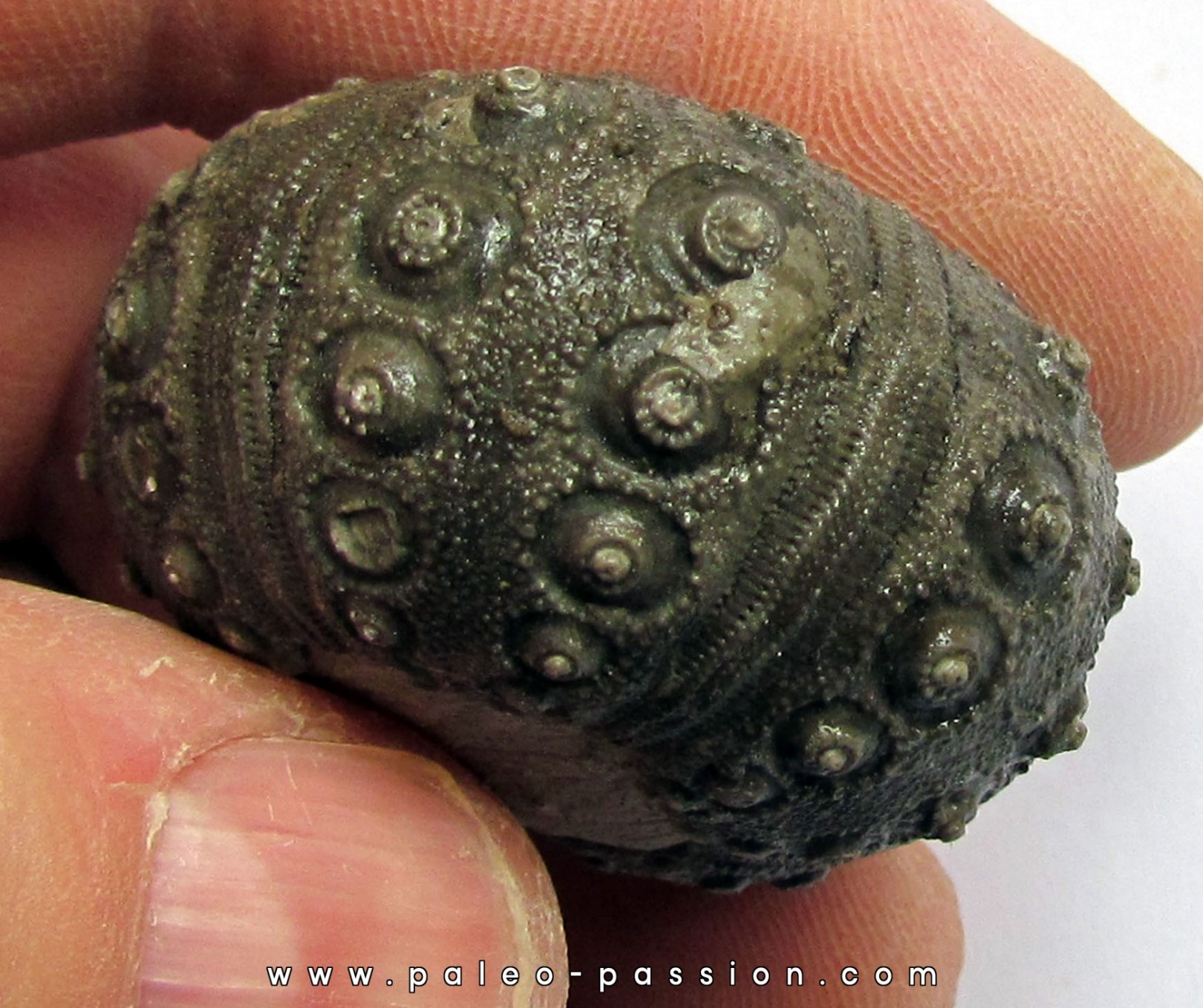 oursin DICKESCIDARIS TURBETI oursin DICKESCIDARIS TURBETI