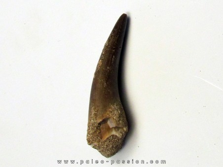 dent d'elasmosaure: zarafasaura oceanis (9)