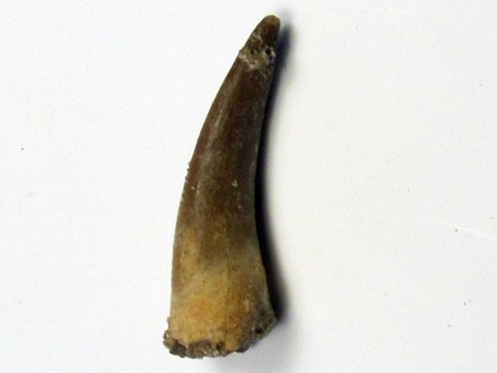 dent d'elasmosaure: zarafasaura oceanis (11)