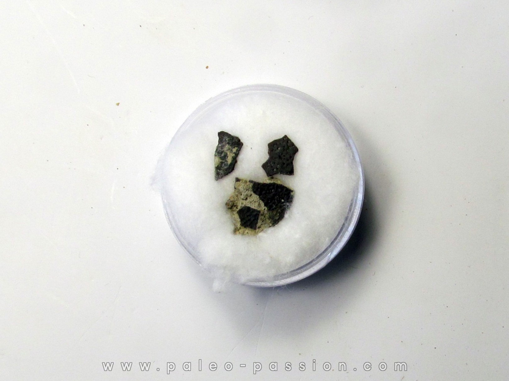 dinosaur maiasaura egg shell (1) dinosaur maiasaura egg shell (1)