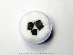 dinosaur maiasaura egg shell (5)