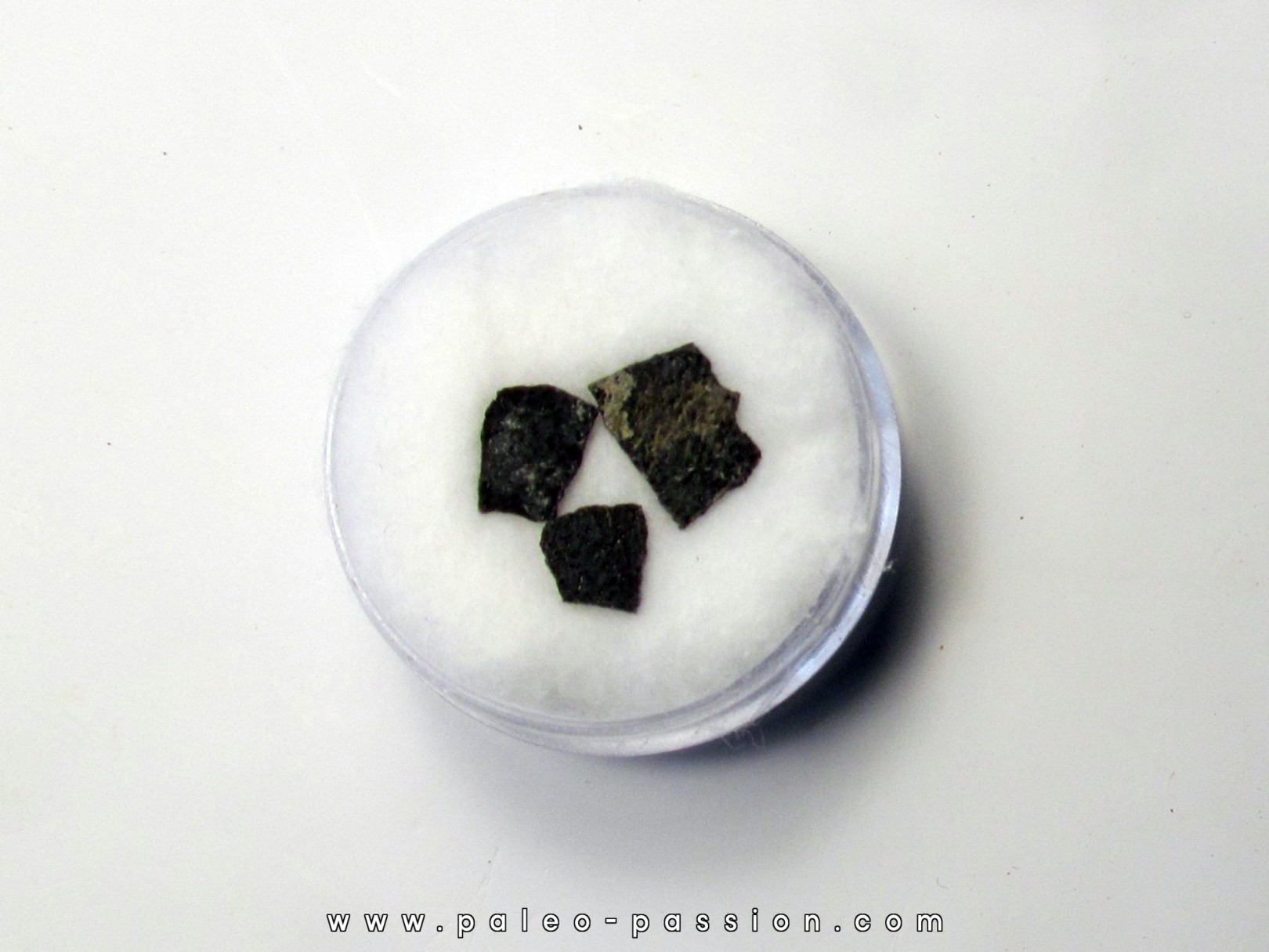 coquilles d oeuf de dinosaure Maiasaura (5)