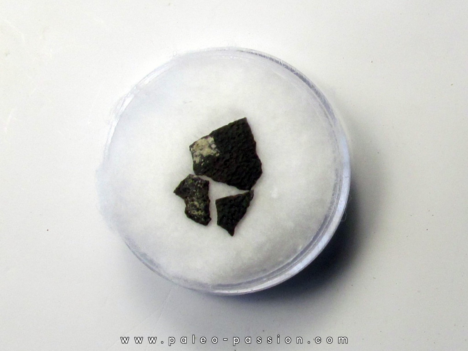 dinosaur maiasaura egg shell (12) dinosaur maiasaura egg shell (12)