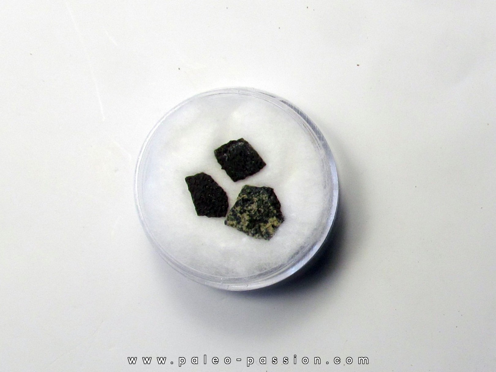 coquilles d oeuf de dinosaure Maiasaura (13)