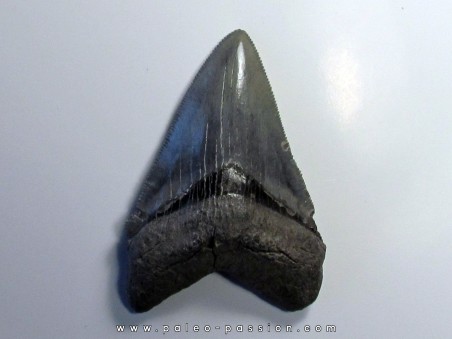 CARCHARODON MEGALODON (1)