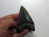 CARCHARODON MEGALODON (1) CARCHARODON MEGALODON (1)