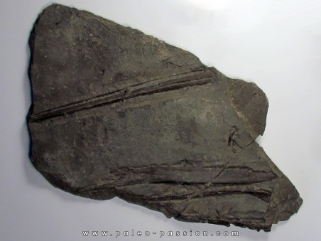 ichthyosaur muzzle : Stenopterygius