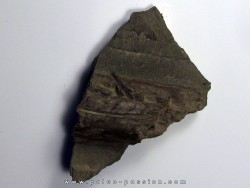 ichthyosaur tooth : Stenopterygius