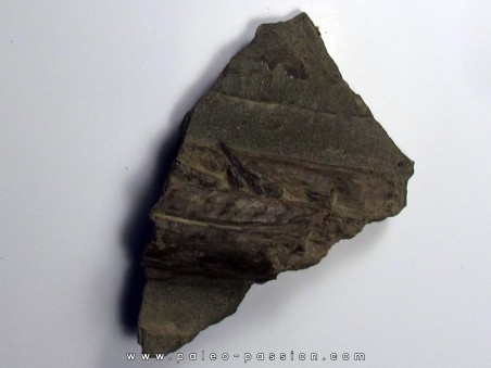 ichthyosaur tooth : Stenopterygius