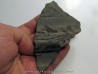 ichthyosaur tooth : Stenopterygius ichthyosaur tooth : Stenopterygius