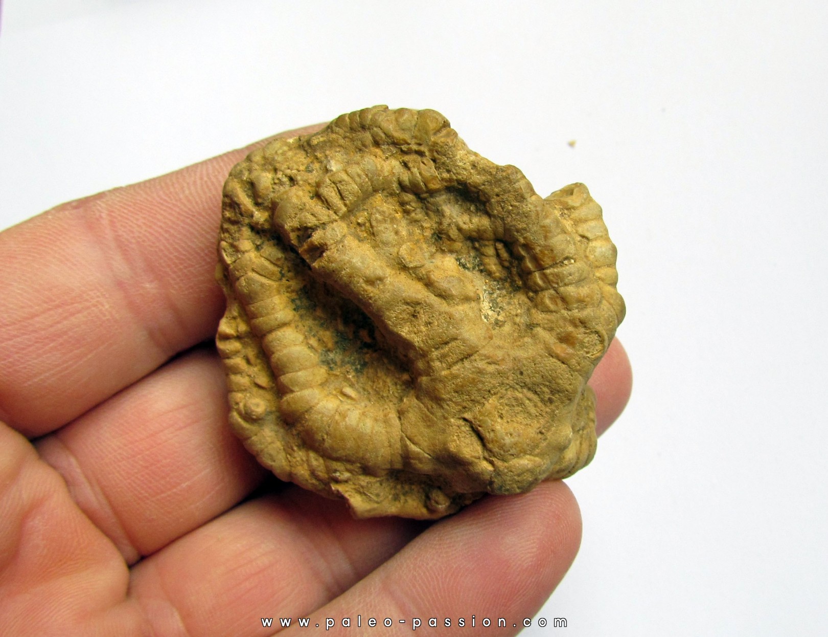 calice de STAPHYLOCRINUS calice de STAPHYLOCRINUS