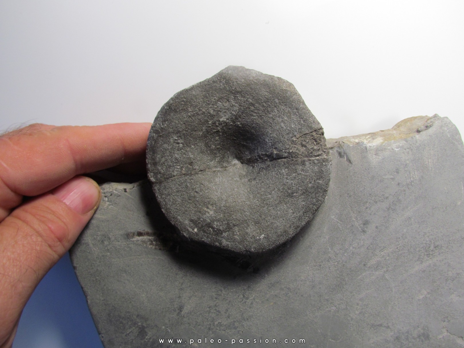 ichthyosaur ribs : Stenopterygius ichthyosaur ribs : Stenopterygius