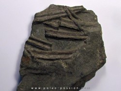 cotes d'ICHTHYOSAURE STENOPTERYGIUS