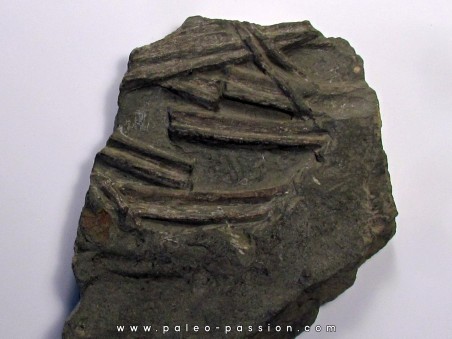 ichthyosaur ribs : Stenopterygius