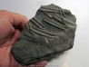 ichthyosaur ribs : Stenopterygius