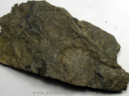 RARE rhacophyton condrusorum du DEVONIEN (5) RARE rhacophyton condrusorum du DEVONIEN (5)