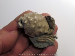 XANTHOPSIS DUFOURI (2)