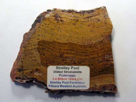 Stromatolithe STELLEY POOL (1)