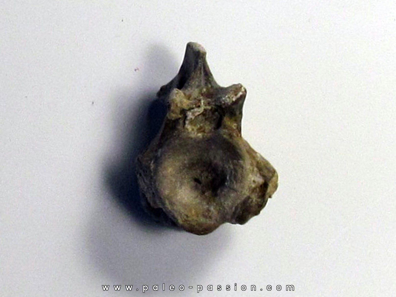eryops megacephalus vertebra eryops megacephalus vertebra