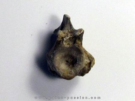 eryops megacephalus vertebra