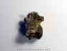 eryops megacephalus vertebra eryops megacephalus vertebra