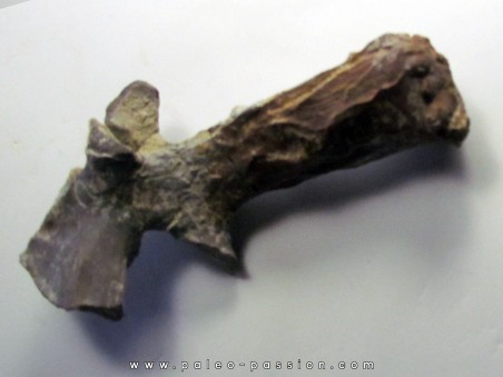 eryops megacephalus scapula