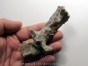 scapula de eryops megacephalus scapula de eryops megacephalus