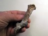 scapula de eryops megacephalus scapula de eryops megacephalus