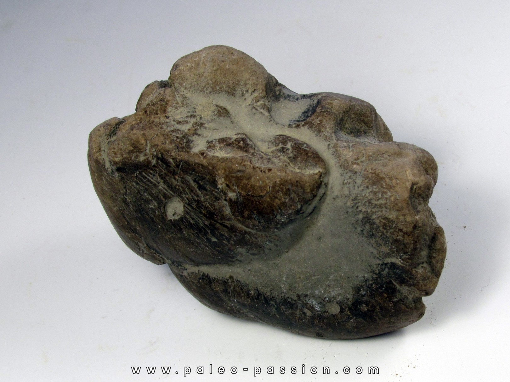 coprolithe de eryops megacephalus coprolithe de eryops megacephalus