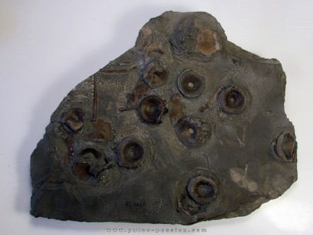 ichthyosaur vertebrae : Stenopterygius