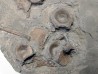 ichthyosaur vertebrae : Stenopterygius
