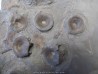 vertebres d'ICHTHYOSAURE STENOPTERYGIUS vertebres d'ICHTHYOSAURE STENOPTERYGIUS